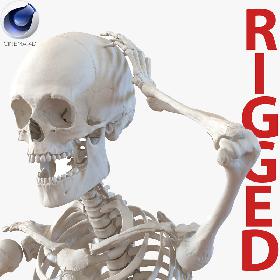 Human Male Skeleton Rigged for Cinema 4D